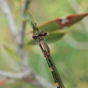 Austrolestes leda at Cook, ACT - 14 Dec 2020