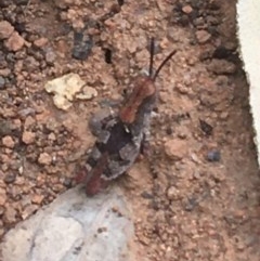 Phaulacridium vittatum (Wingless Grasshopper) at Acton, ACT - 15 Dec 2020 by Ned_Johnston