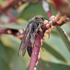 Tiphiidae (family) (Unidentified Smooth flower wasp) at Mount Painter - 28 Nov 2020 by CathB