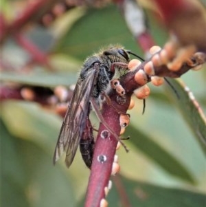 Tiphiidae (family) at Cook, ACT - 29 Nov 2020 07:35 AM