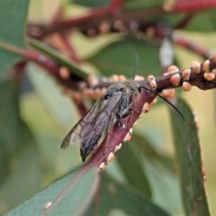 Tiphiidae (family) at Cook, ACT - 29 Nov 2020