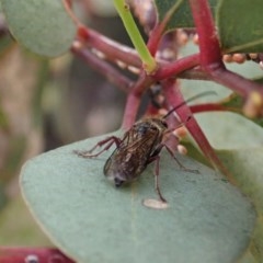 Tiphiidae (family) at Cook, ACT - 29 Nov 2020