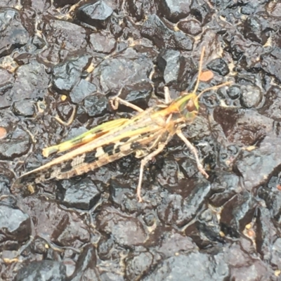 Austroicetes sp. (genus) (A grasshopper) at Corin Reservoir - 15 Dec 2020 by Ned_Johnston