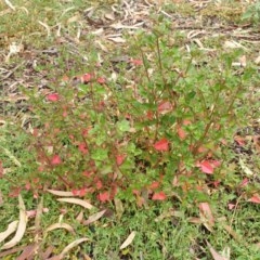 Einadia hastata (Berry Saltbush) at Cook, ACT - 16 Dec 2020 by SarahHnatiuk