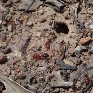 Melophorus perthensis at Cook, ACT - 11 Dec 2020