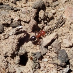 Melophorus perthensis at Cook, ACT - 11 Dec 2020