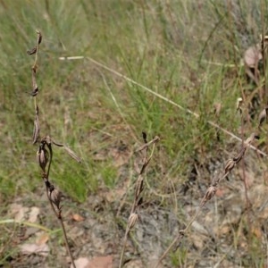 Thelymitra nuda at Cook, ACT - 11 Dec 2020