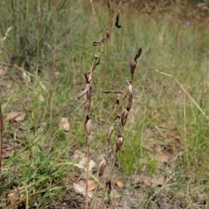 Thelymitra nuda at Cook, ACT - 11 Dec 2020