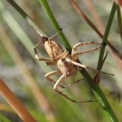 Oxyopes sp. (genus) (Lynx spider) at Mount Painter - 11 Dec 2020 by CathB