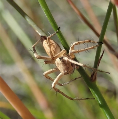 Oxyopes sp. (genus) (Lynx spider) at Cook, ACT - 11 Dec 2020 by CathB