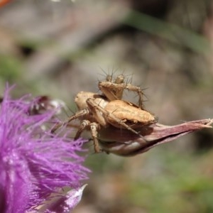 Oxyopes sp. (genus) at Cook, ACT - 11 Dec 2020 02:53 PM