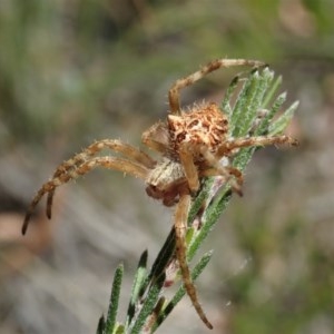 Backobourkia sp. (genus) at Cook, ACT - 11 Dec 2020