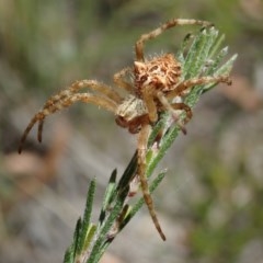 Backobourkia sp. (genus) at Cook, ACT - 11 Dec 2020