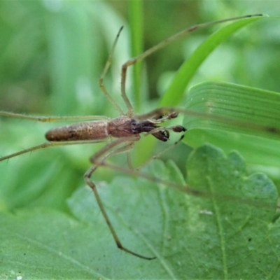 Tetragnatha sp. (genus) (Long-jawed spider) at Cook, ACT - 30 Nov 2020 by CathB