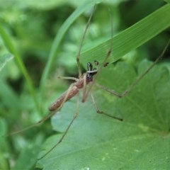 Tetragnatha sp. (genus) at Cook, ACT - suppressed