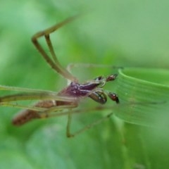 Tetragnatha sp. (genus) at Cook, ACT - suppressed