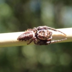 Opisthoncus sp. (genus) (Unidentified Opisthoncus jumping spider) at Cook, ACT - 30 Nov 2020 by CathB