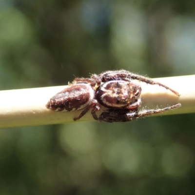 Opisthoncus sp. (genus) (Unidentified Opisthoncus jumping spider) at Cook, ACT - 30 Nov 2020 by CathB