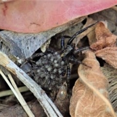 Lycosidae (family) (Wolf spider) at Cook, ACT - 13 Dec 2020 by CathB