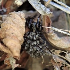 Lycosidae (family) at Cook, ACT - 13 Dec 2020