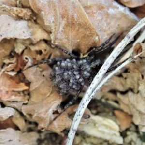 Lycosidae (family) at Cook, ACT - 13 Dec 2020