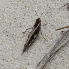 Gastrimargus musicus (Yellow-winged Locust or Grasshopper) at Jervis Bay National Park - 14 Dec 2020 by Christine