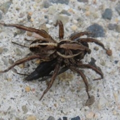 Lycosidae (family) (Wolf spider) at Culburra Beach, NSW - 14 Dec 2020 by Christine