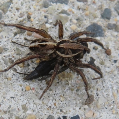 Lycosidae (family) (Unidentified wolf spider) at Culburra Beach, NSW - 14 Dec 2020 by Christine