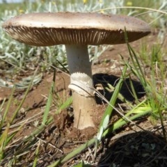 Amanita sp. (Amanita sp.) at Gungaderra Grasslands - 11 Oct 2020 by Dibble