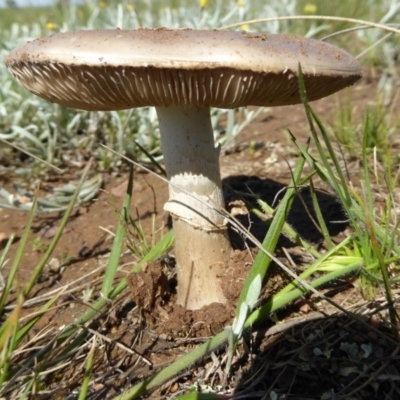 Amanita sp. (Amanita sp.) at Crace, ACT - 10 Oct 2020 by Dibble