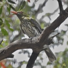 Oriolus sagittatus (Olive-backed Oriole) at Tuggeranong DC, ACT - 16 Dec 2020 by JohnBundock