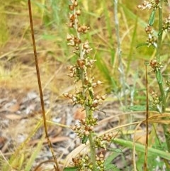 Gamochaeta impatiens (A cudweed) at Latham, ACT - 16 Dec 2020 by trevorpreston