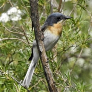 Myiagra rubecula at Tuggeranong DC, ACT - 16 Dec 2020