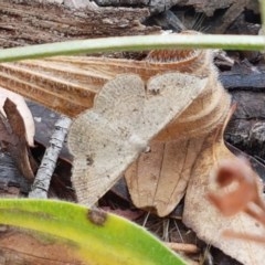 Taxeotis intextata (Looper Moth, Grey Taxeotis) at Umbagong District Park - 16 Dec 2020 by tpreston