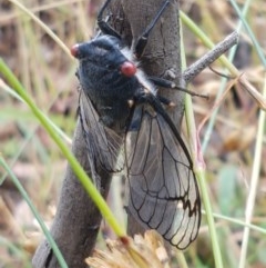 Psaltoda moerens (Redeye cicada) at Umbagong District Park - 16 Dec 2020 by tpreston