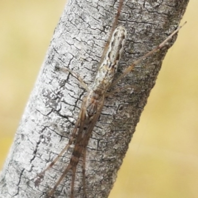 Tetragnatha sp. (genus) (Long-jawed spider) at Umbagong District Park - 16 Dec 2020 by tpreston