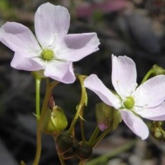 Drosera auriculata (Tall Sundew) at Kaleen, ACT - 10 Oct 2020 by Dibble