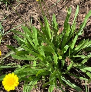 Microseris walteri at Murrumbateman, NSW - 16 Dec 2020