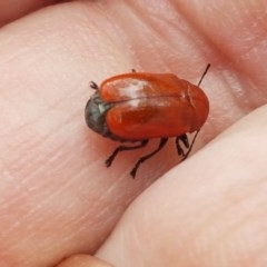 Aporocera (Aporocera) haematodes (A case bearing leaf beetle) at Umbagong District Park - 16 Dec 2020 by tpreston