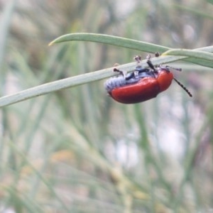 Aporocera (Aporocera) haematodes at Latham, ACT - 16 Dec 2020