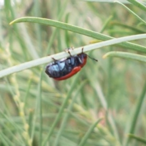 Aporocera (Aporocera) haematodes at Latham, ACT - 16 Dec 2020