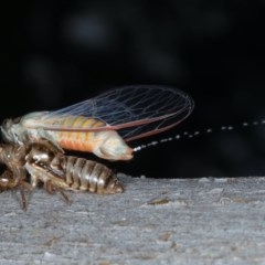 Yoyetta robertsonae (Clicking Ambertail) at Majura, ACT - 15 Dec 2020 by jb2602