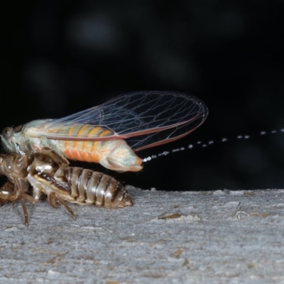 Yoyetta robertsonae (Clicking Ambertail) at Majura, ACT - 15 Dec 2020 by jbromilow50