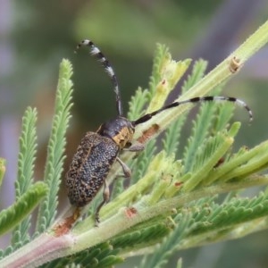 Ancita marginicollis at Tuggeranong Hill - 16 Dec 2020