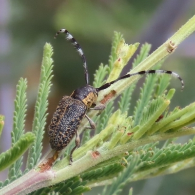 Ancita marginicollis (A longhorn beetle) at Tuggeranong Hill - 16 Dec 2020 by owenh