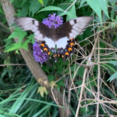 Papilio aegeus (Orchard Swallowtail, Large Citrus Butterfly) at Murrumbateman, NSW - 16 Dec 2020 by SimoneC