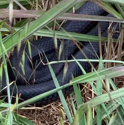 Pseudechis porphyriacus (Red-bellied Black Snake) at Murrumbateman, NSW - 16 Dec 2020 by SimoneC