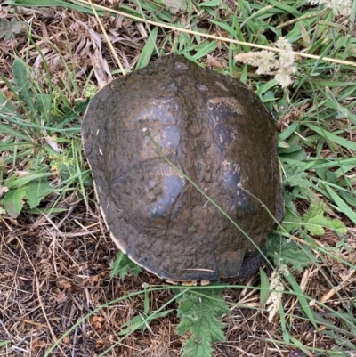 Chelodina longicollis (Eastern Long-necked Turtle) at Murrumbateman, NSW - 16 Dec 2020 by SimoneC