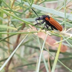 Rhinotia haemoptera (Lycid-mimic belid weevil, Slender Red Weevil) at Umbagong District Park - 16 Dec 2020 by tpreston