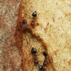 Crematogaster sp. (genus) (Acrobat ant, Cocktail ant) at Macgregor, ACT - 16 Dec 2020 by trevorpreston